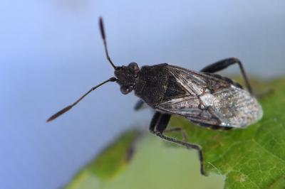 <i>Stictopleurus punctatonervosus</i>