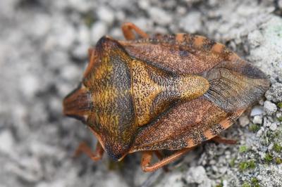 <i>Carpocoris purpureipennis</i>