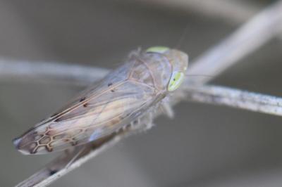 <i>Synophropsis lauri</i>