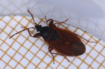 <i>Gastrodes grossipes</i>