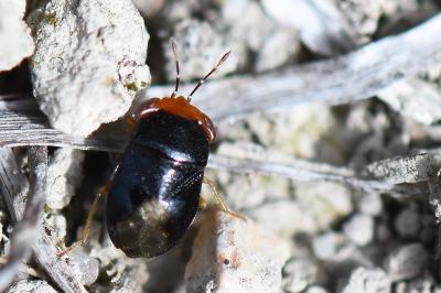 Geocoris erythrocephalus