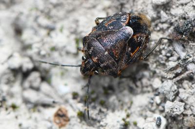 <i>Holcogaster fibulata</i>