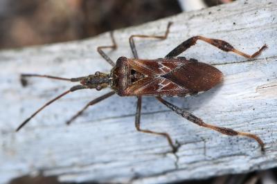 <i>Leptoglossus occidentalis</i>
