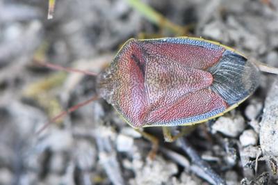 <i>Piezodorus lituratus</i>