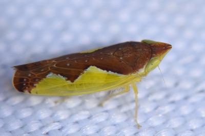<i>Platymetopius</i>