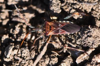 <i>Leptoglossus occidentalis</i>