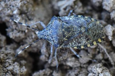 <i>Rhaphigaster nebulosa</i>