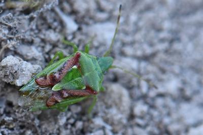 <i>Cyphostethus tristriatus</i>