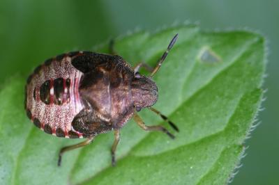 <i>Peribalus strictus</i>