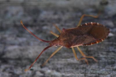 <i>Gonocerus acuteangulatus</i>