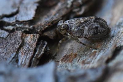 <i>Issus coleoptratus</i>