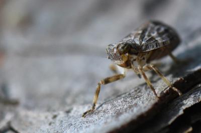 <i>Issus coleoptratus</i>