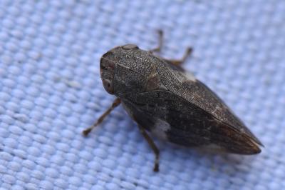 <i>Aphrophora alni</i>