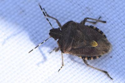 <i>Dolycoris baccarum</i>