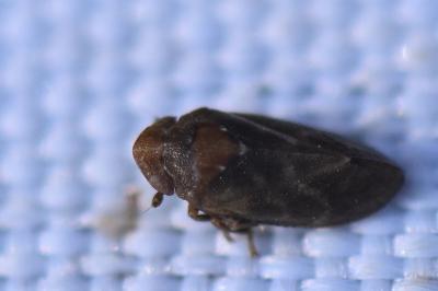 <i>Tettigometra impressopunctata</i>