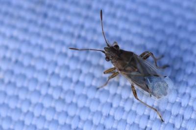 <i>Nysius</i>