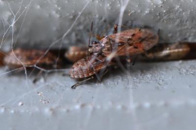 <i>Nysius</i>