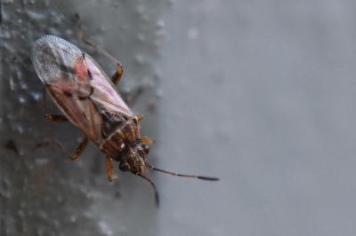 <i>Nysius</i>
