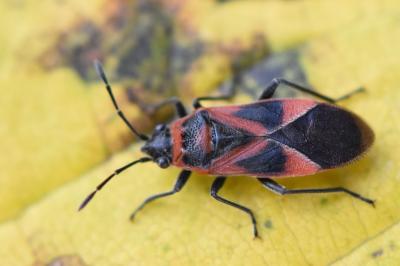 <i>Arocatus roeselii</i>