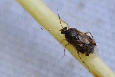<i>Deraeocoris lutescens</i>