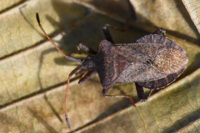 <i>Coreus marginatus</i>