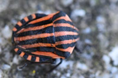 <i>Graphosoma italicum</i>