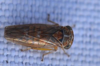<i>Idiocerus</i>