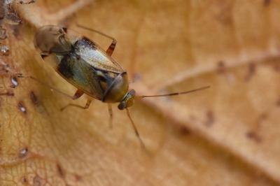 <i>Pinalitus cervinus</i>