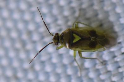 <i>Orthops campestris</i>