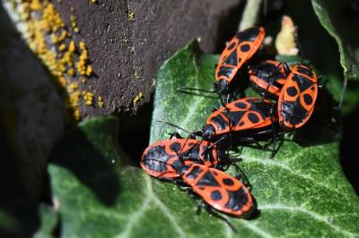 <i>Pyrrhocoris apterus</i>