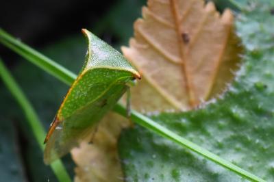 <i>Stictocephala alta</i>