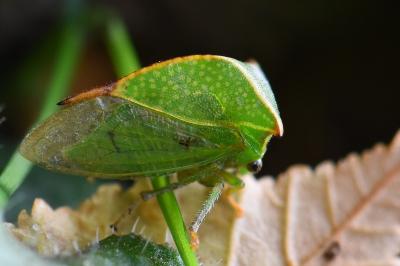 <i>Stictocephala alta</i>