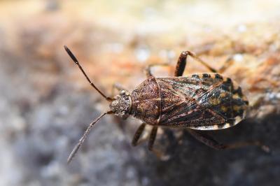 <i>Stictopleurus</i>
