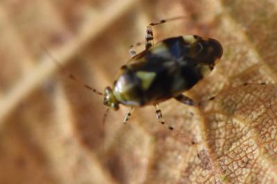 <i>Liocoris tripustulatus</i>
