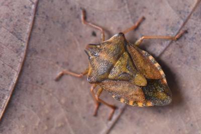 <i>Carpocoris purpureipennis</i>