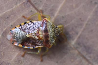 <i>Elasmucha grisea</i>