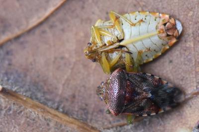 <i>Elasmucha grisea</i>