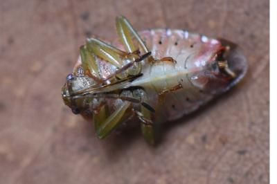 <i>Elasmucha grisea</i>