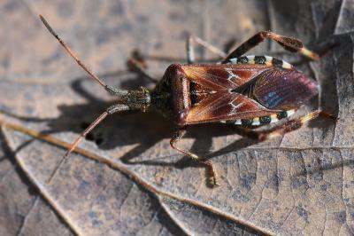 <i>Leptoglossus occidentalis</i>