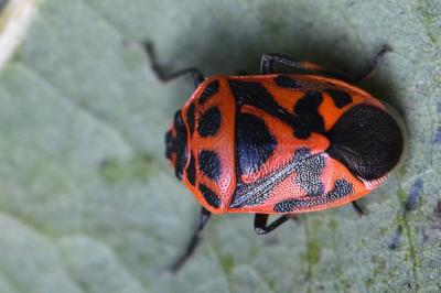 <i>Eurydema ornata</i>
