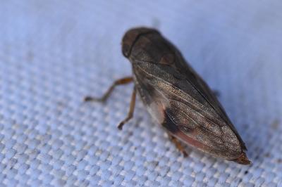 <i>Aphrophora alni</i>