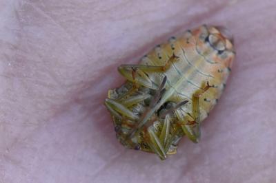 <i>Elasmucha grisea</i>