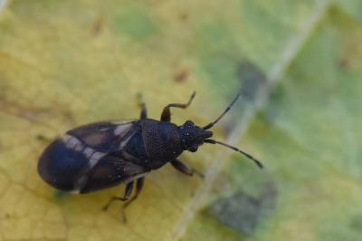 <i>Oxycarenus modestus</i>