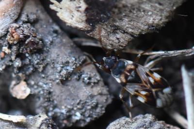 <i>Scolopostethus</i>