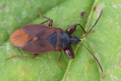 Gastrodes grossipes