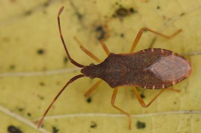 <i>Gonocerus acuteangulatus</i>