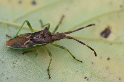 <i>Gonocerus juniperi</i>