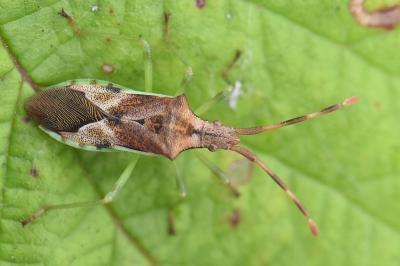 <i>Gonocerus juniperi</i>
