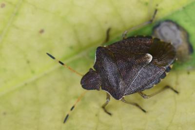 <i>Peribalus strictus</i>