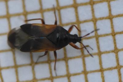 <i>Anthocoris</i>